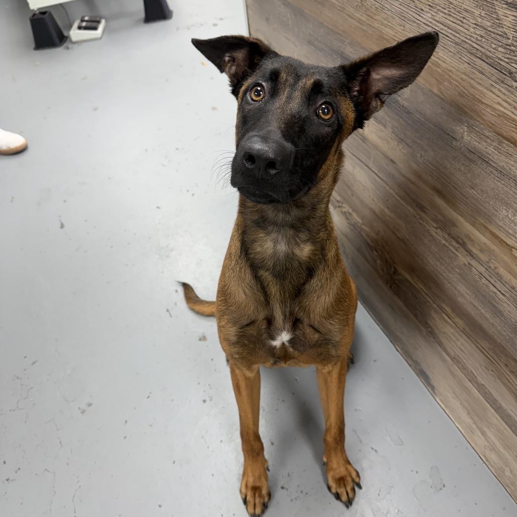 Enlarge Dottie, a Adoptable Belgian Shepherd / Malinois in Stagecoach, NV image 2/2