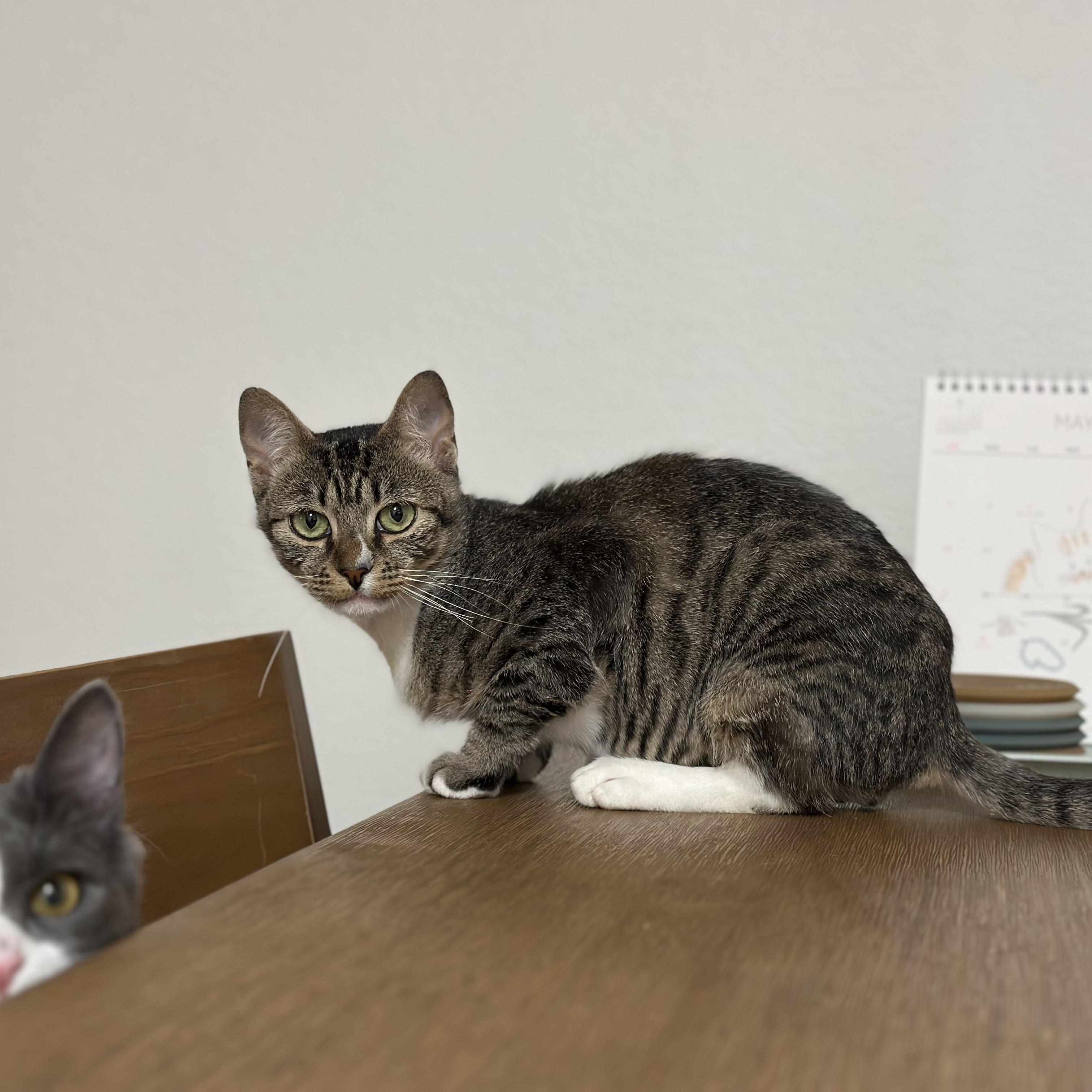 Enlarge Toki, a ADOPTABLE Domestic Short Hair in Davis, CA image 5/5