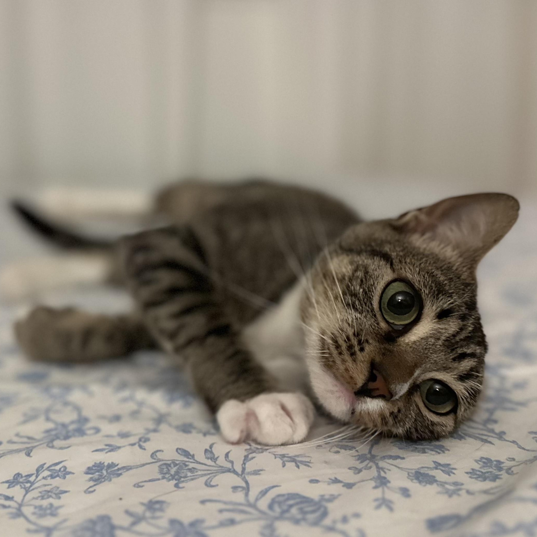 Enlarge Toki, a ADOPTABLE Domestic Short Hair in Davis, CA image 3/5