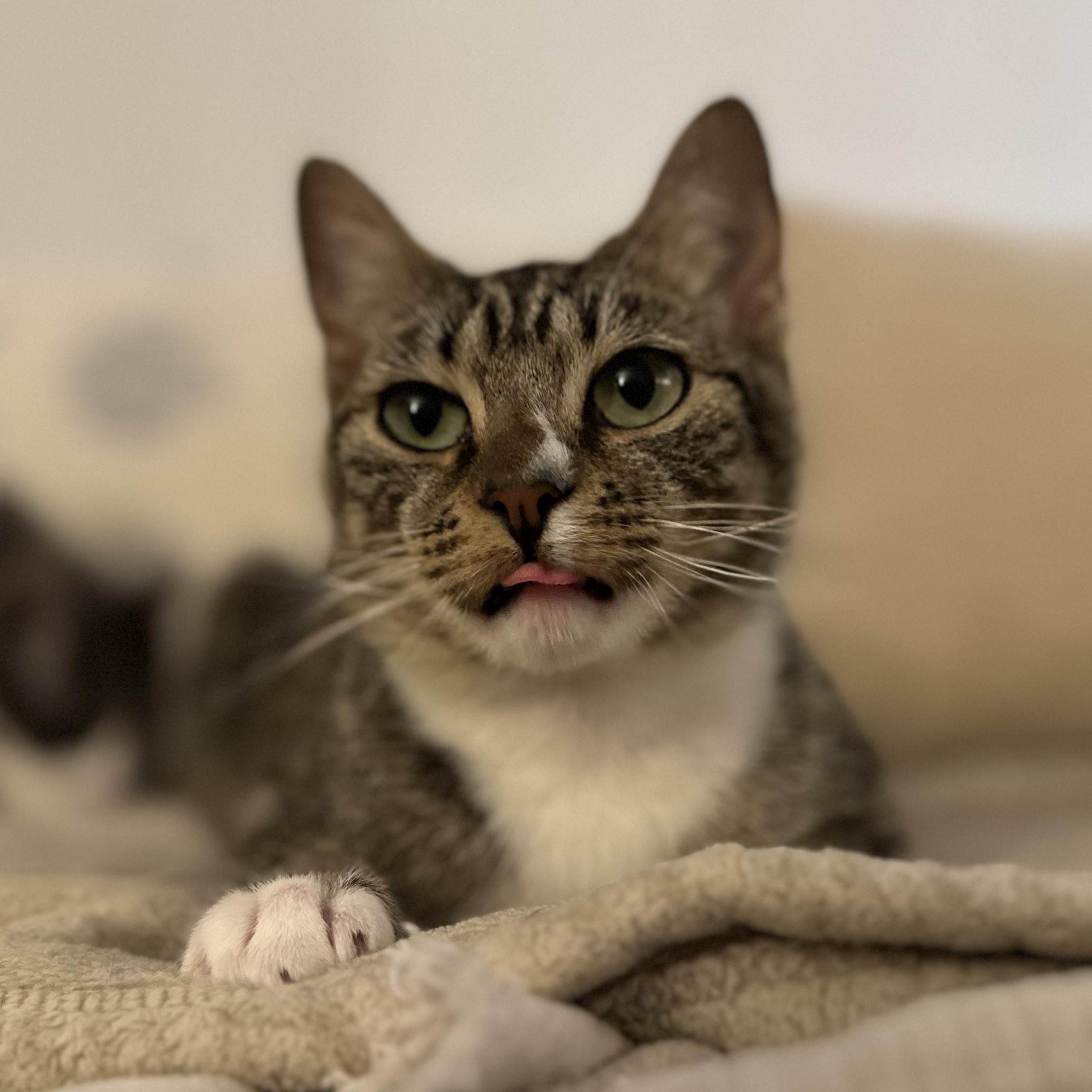 Enlarge Toki, a ADOPTABLE Domestic Short Hair in Davis, CA image 1/5