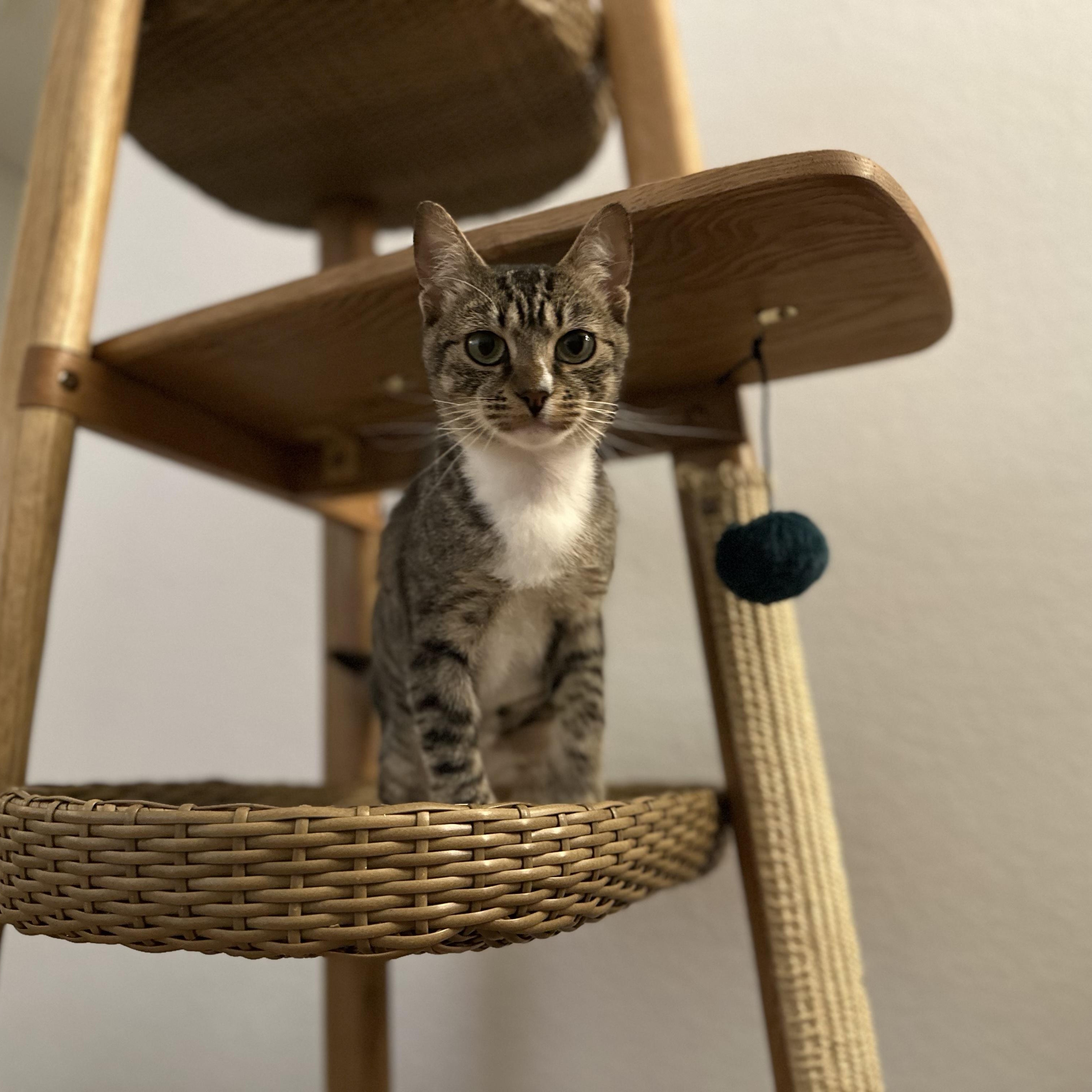 Enlarge Toki, a ADOPTABLE Domestic Short Hair in Davis, CA image 2/5