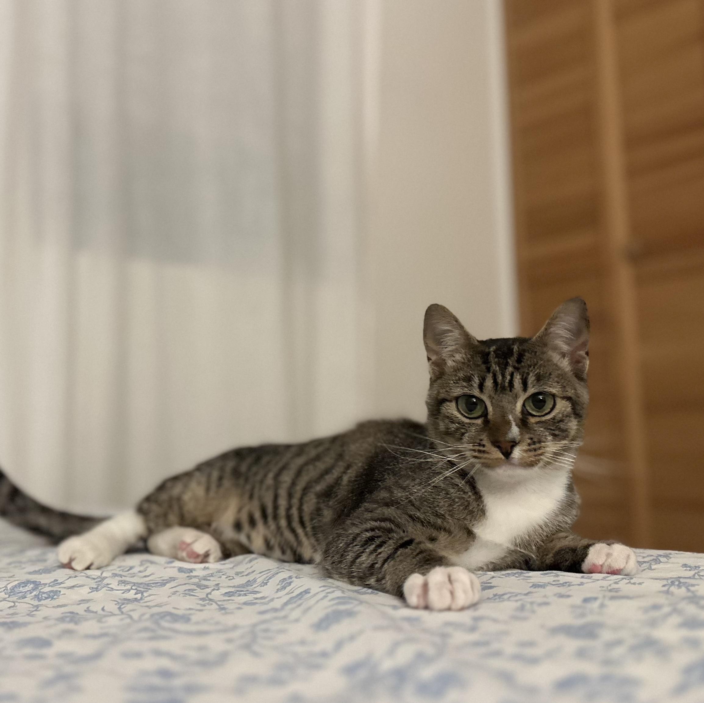 Enlarge Toki, a ADOPTABLE Domestic Short Hair in Davis, CA image 4/5