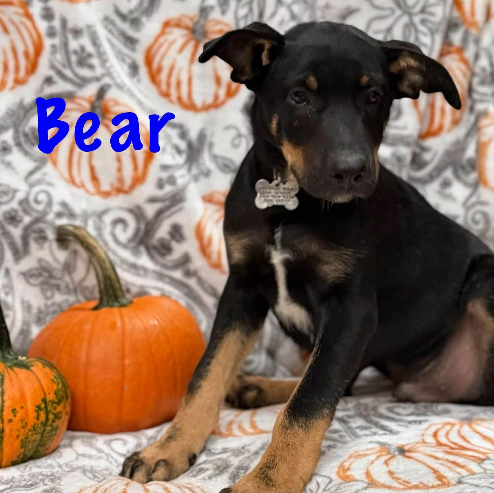 Enlarge Bear, a Adoptable mixed breed in Albany, NY image 1/2
