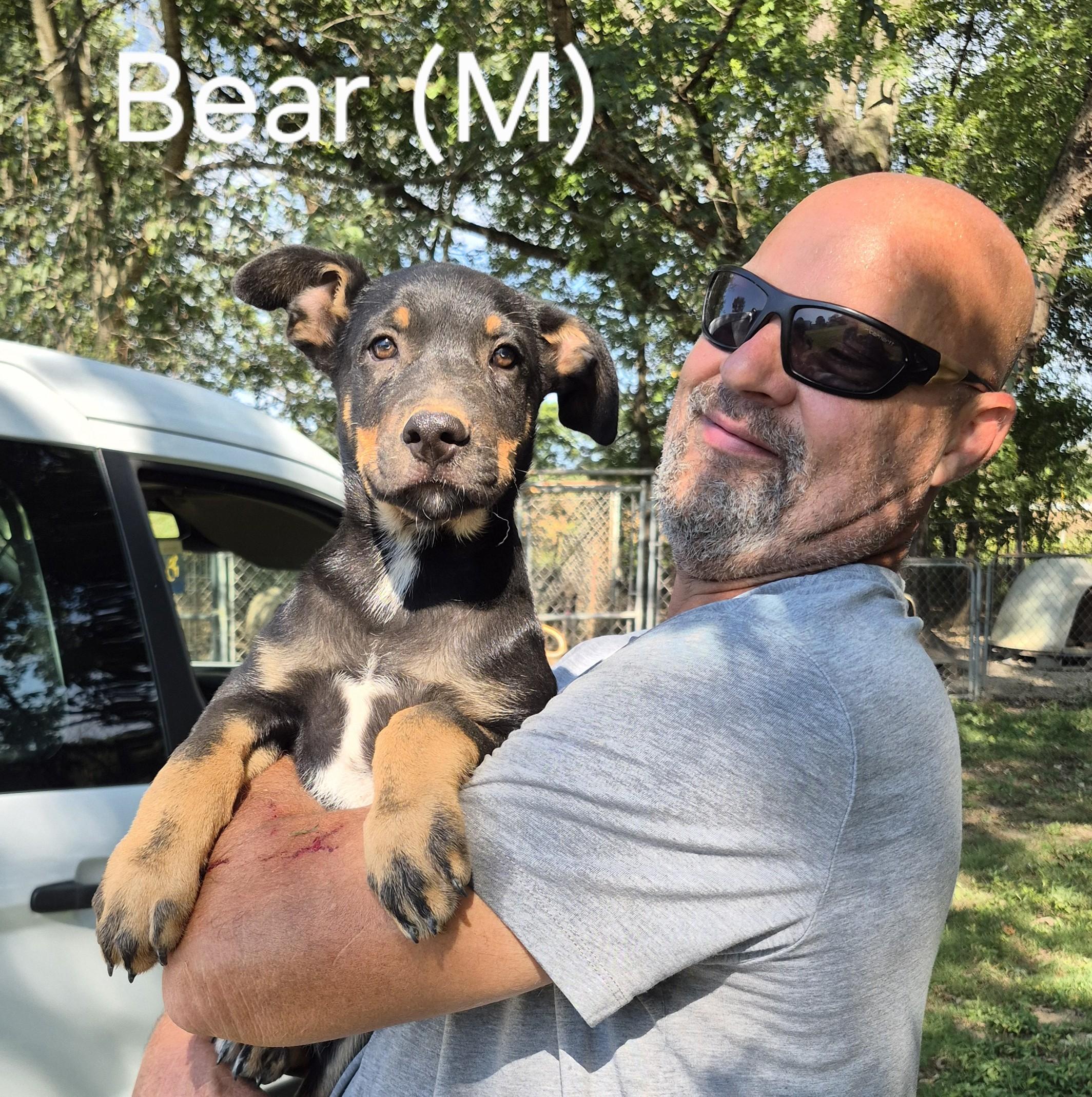 Enlarge Bear, a Adoptable mixed breed in Albany, NY image 2/2