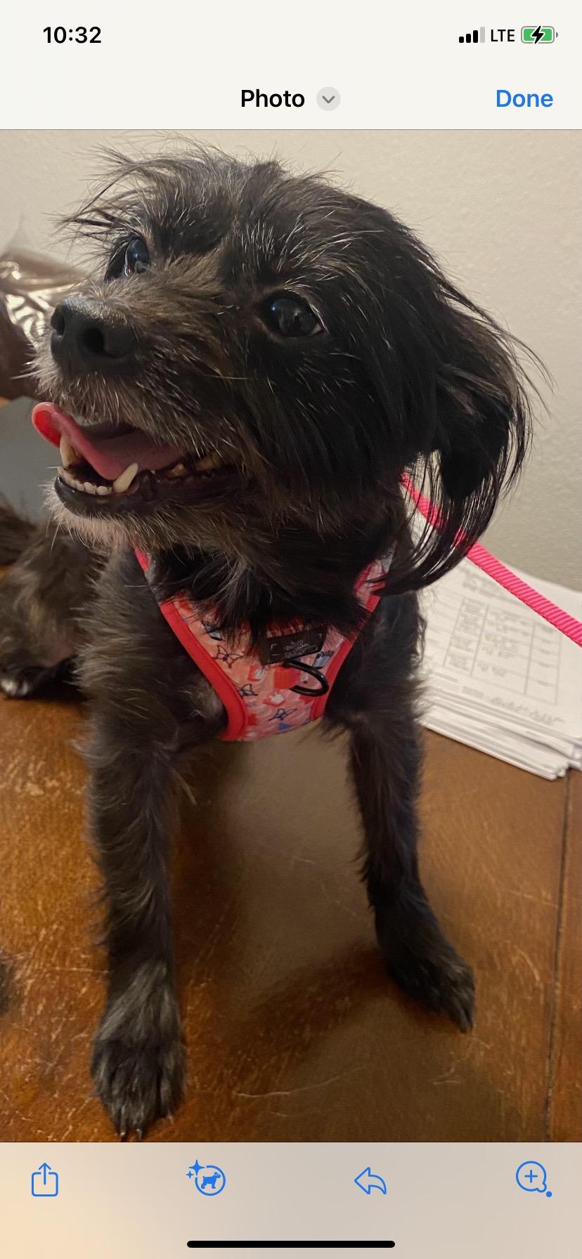 Enlarge Charlie, a Adoptable mixed breed in Buena Park, CA image 1/5