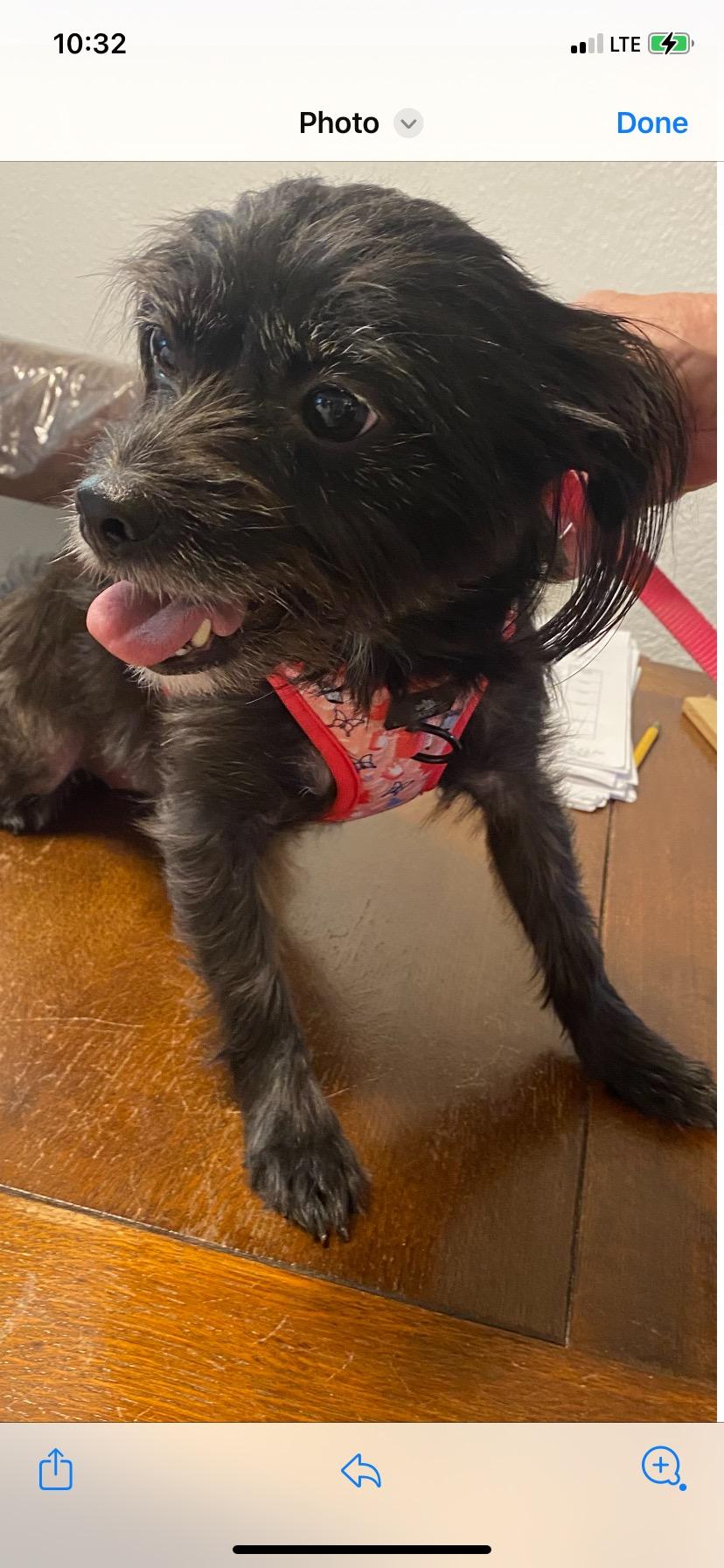 Enlarge Charlie, a Adoptable mixed breed in Buena Park, CA image 3/5