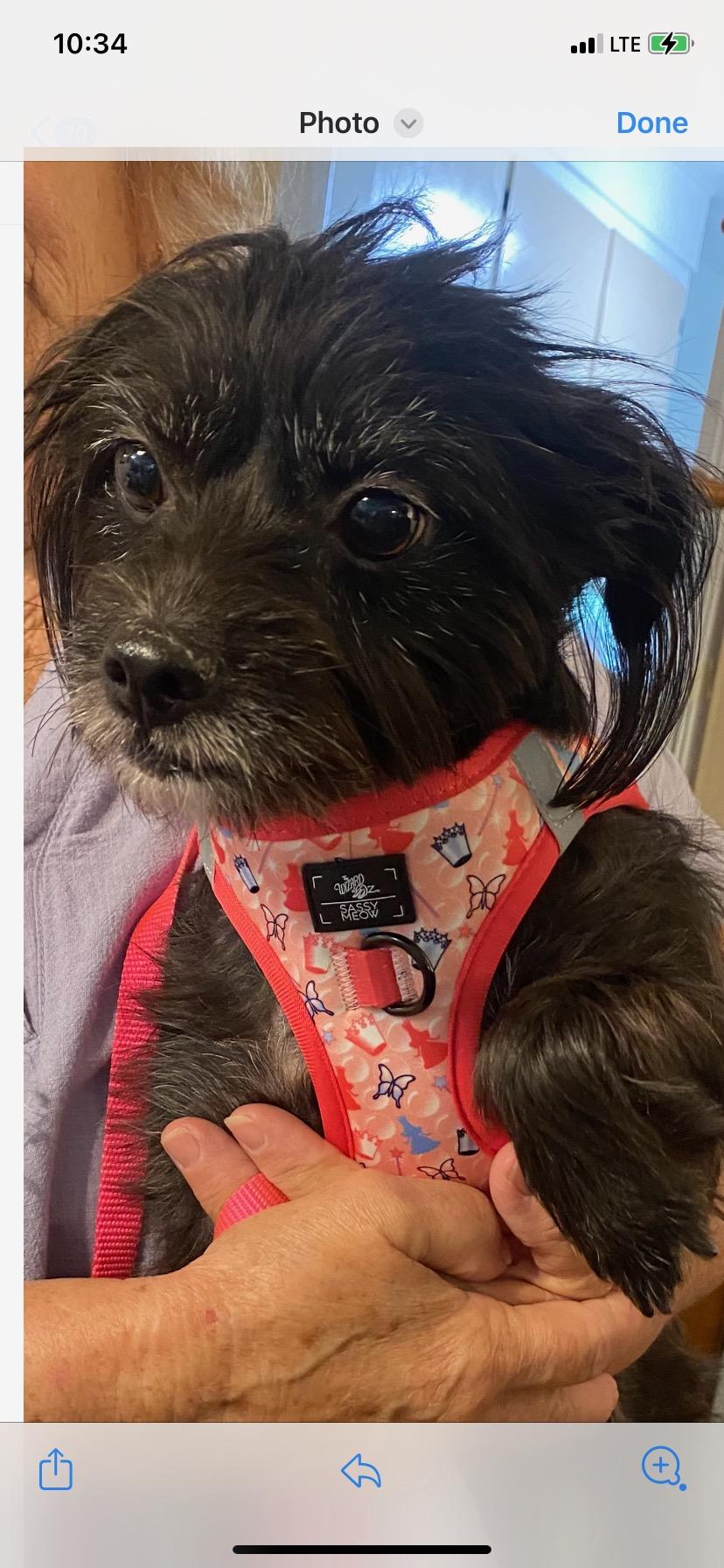 Enlarge Charlie, a Adoptable mixed breed in Buena Park, CA image 4/5