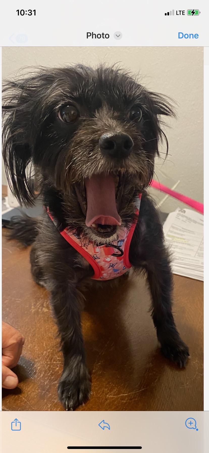 Enlarge Charlie, a Adoptable mixed breed in Buena Park, CA image 5/5