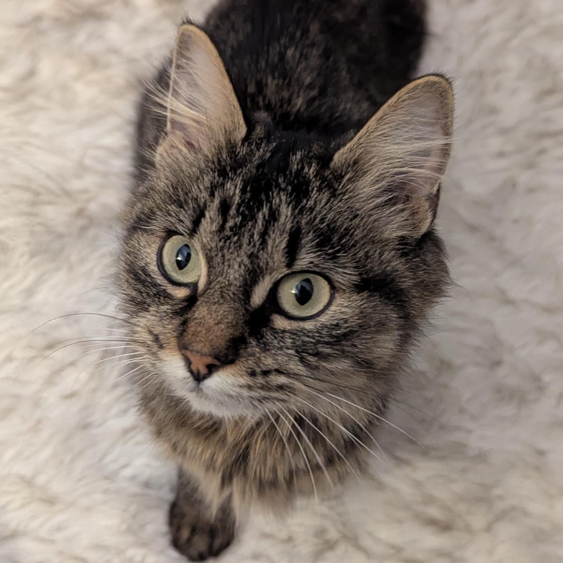 Enlarge Sparkle, a ADOPTABLE Tabby in Plymouth, MN image 1/1