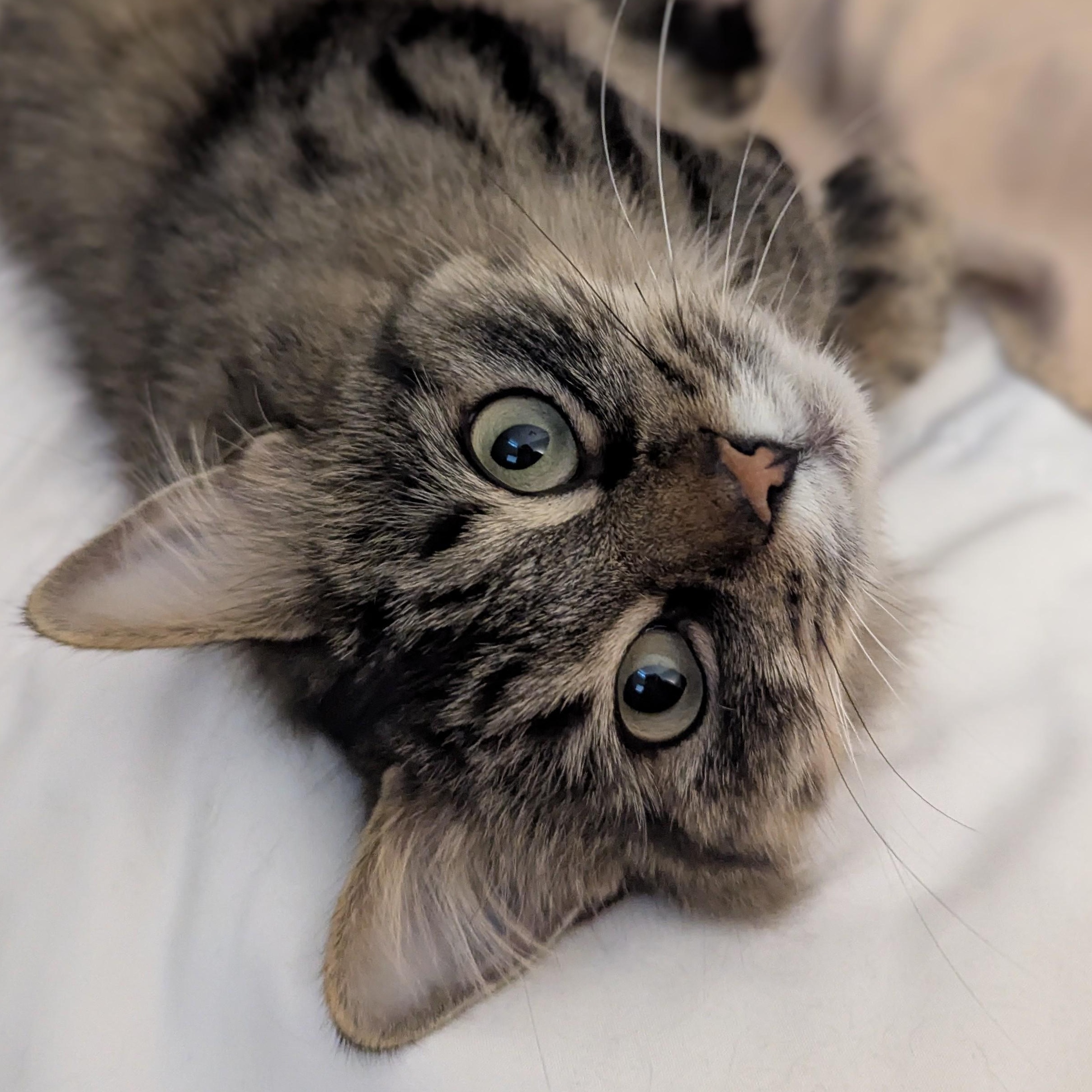 Enlarge Sparkle, a ADOPTABLE Domestic Medium Hair in Plymouth, MN image 1/4