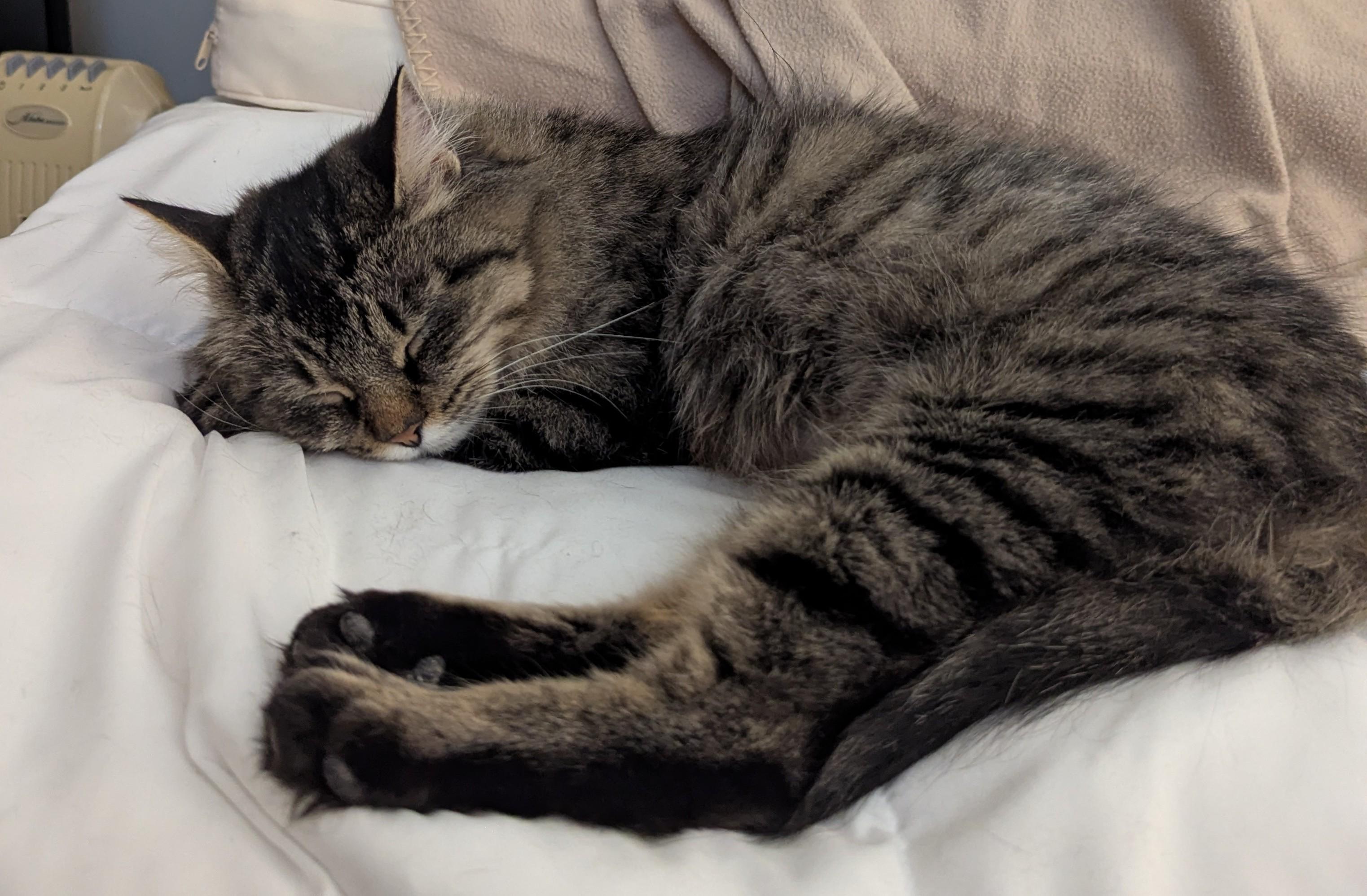 Enlarge Sparkle, a ADOPTABLE Domestic Medium Hair in Plymouth, MN image 4/4