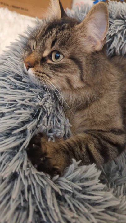 Enlarge Sparkle, a ADOPTABLE Domestic Medium Hair in Plymouth, MN video 3/4
