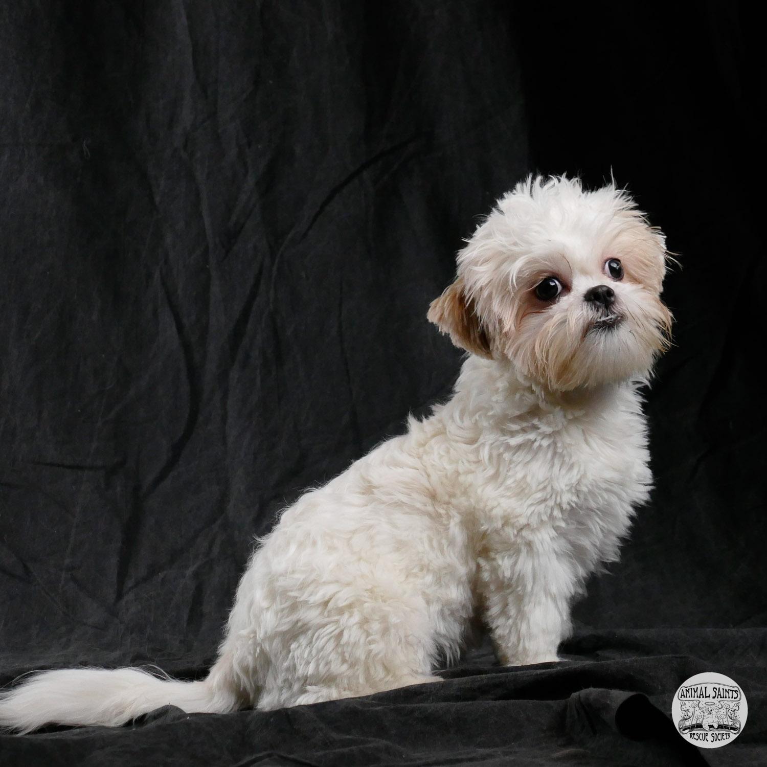 Enlarge Peggy, a ADOPTABLE mixed breed in Fort Montgomery, NY image 3/6