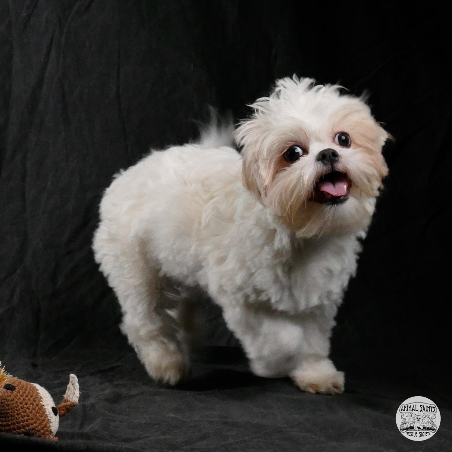 Enlarge Peggy, a ADOPTABLE mixed breed in Fort Montgomery, NY image 4/6