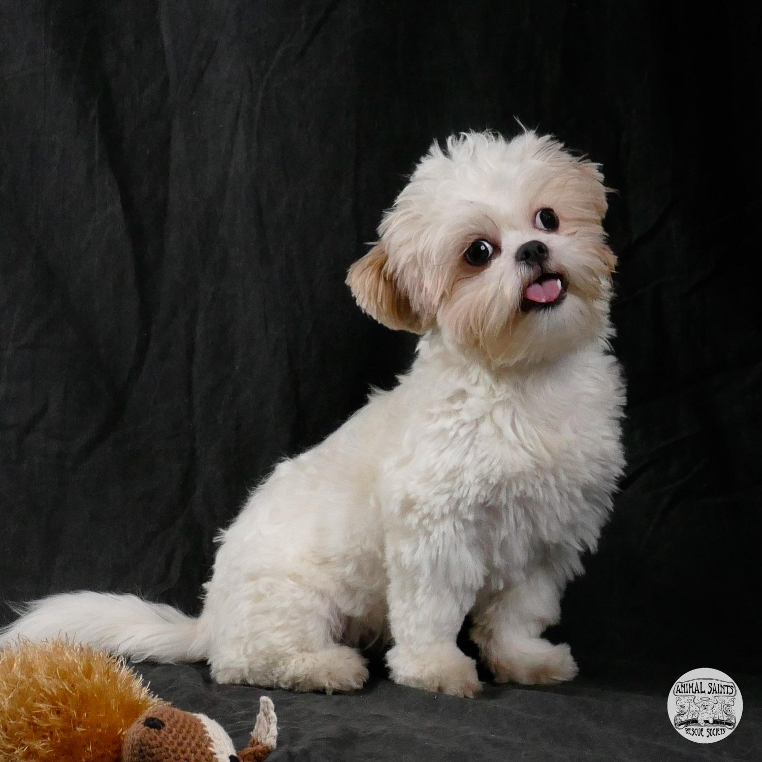 Enlarge Peggy, a ADOPTABLE mixed breed in Fort Montgomery, NY image 2/6