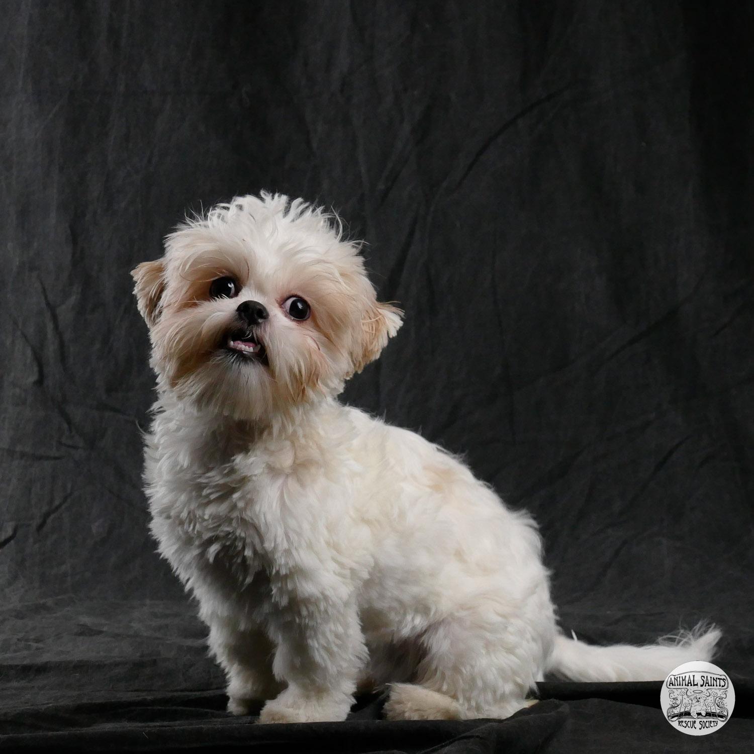 Enlarge Peggy, a ADOPTABLE mixed breed in Fort Montgomery, NY image 5/6