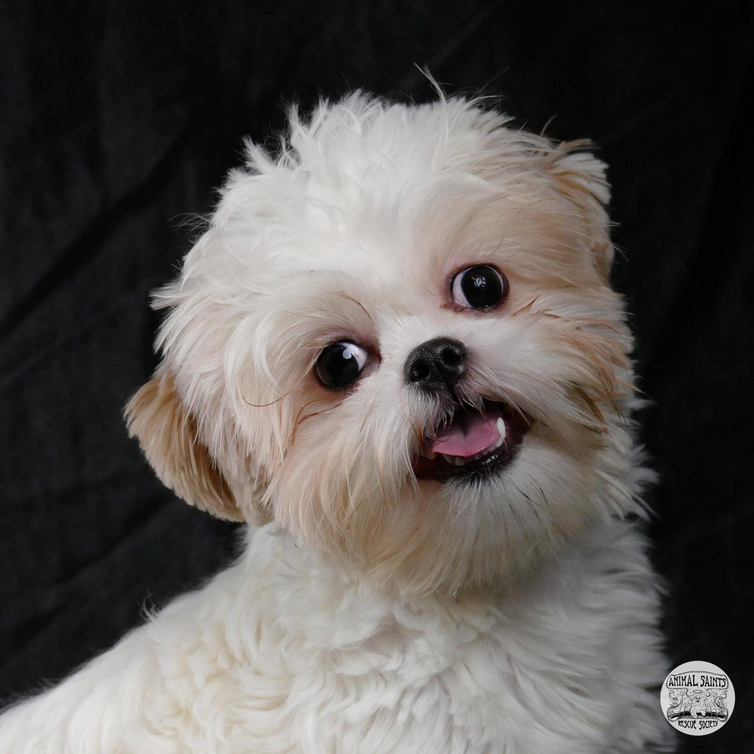 Enlarge Peggy, a ADOPTABLE mixed breed in Fort Montgomery, NY image 1/6