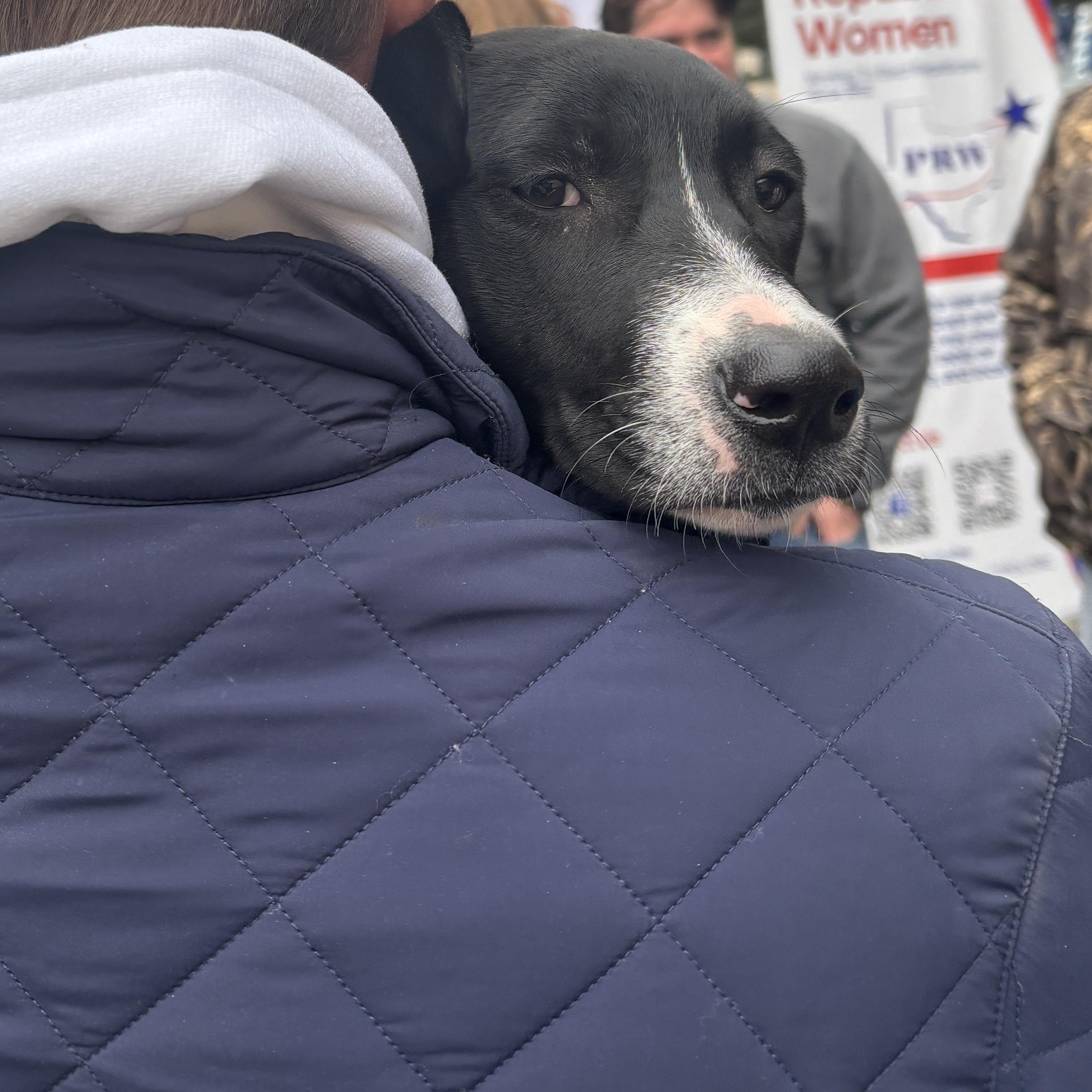 Enlarge Puppies from Texas, a Adoptable mixed breed in Albany, NY image 3/6
