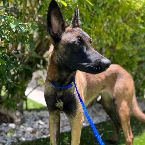 Freya, an adoptable Belgian Shepherd / Malinois in Miami, FL, 33155 | Photo Image 1