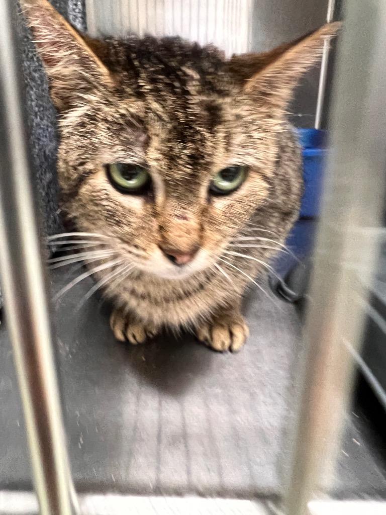 Enlarge Russell Feral, a Adoptable mixed breed in Danielsville, GA image 1/1