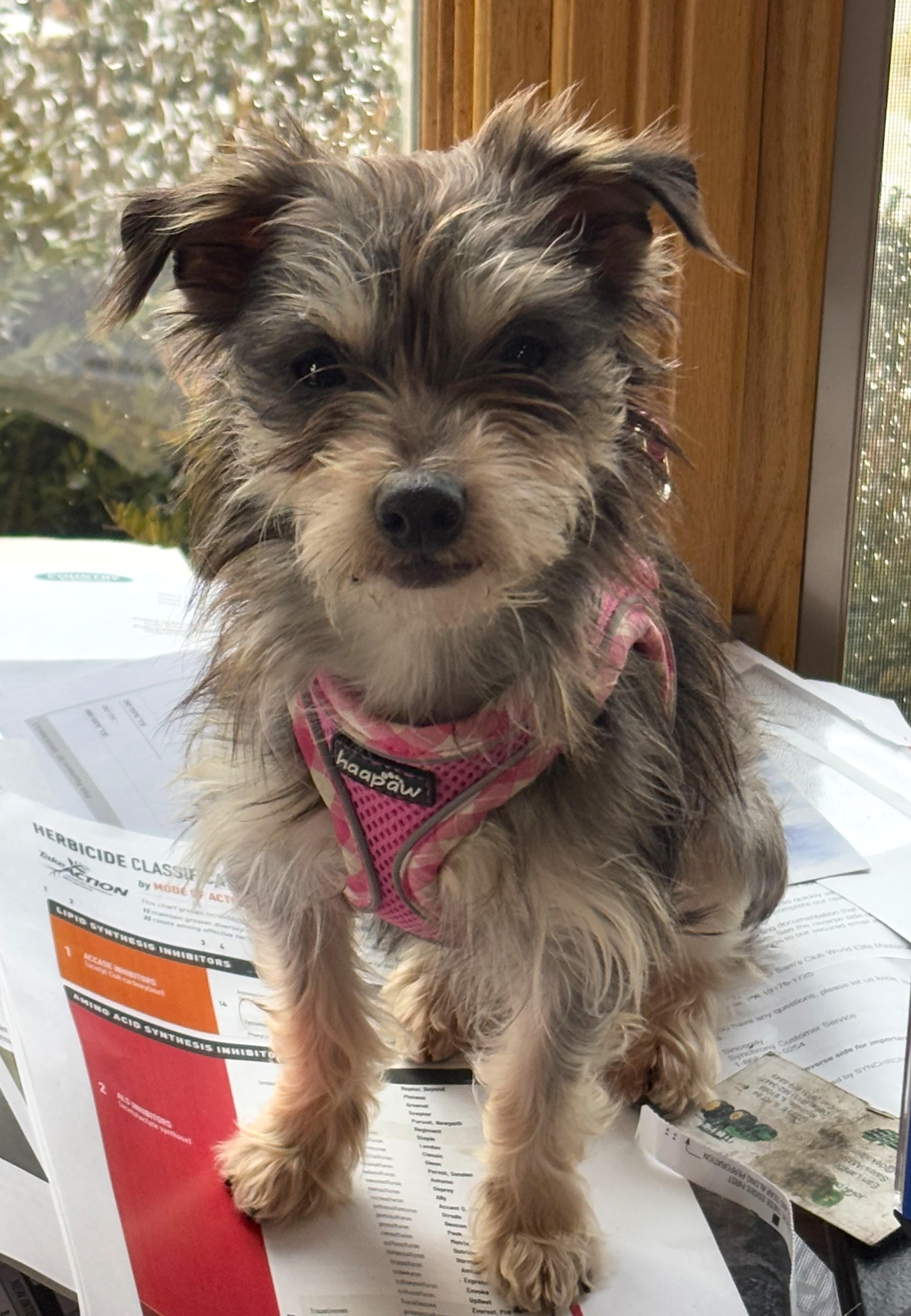 MIA, Adoptable, Adult Female Yorkshire Terrier & Miniature Schnauzer.