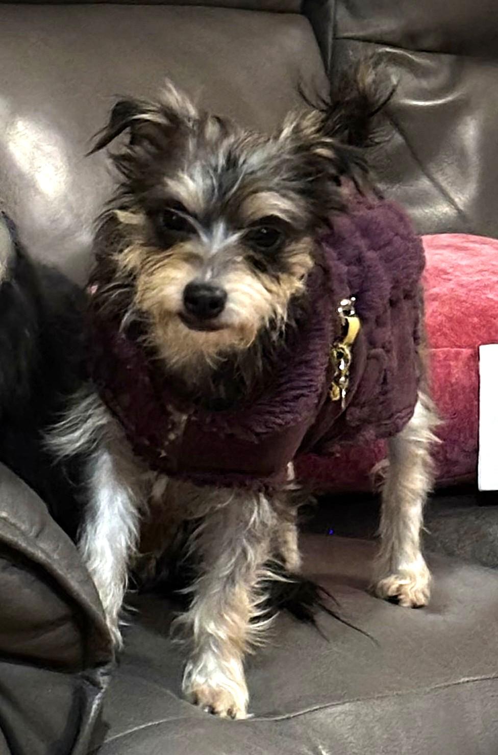 MIA, a Adoptable mixed breed in Westmont, IL image 3/5