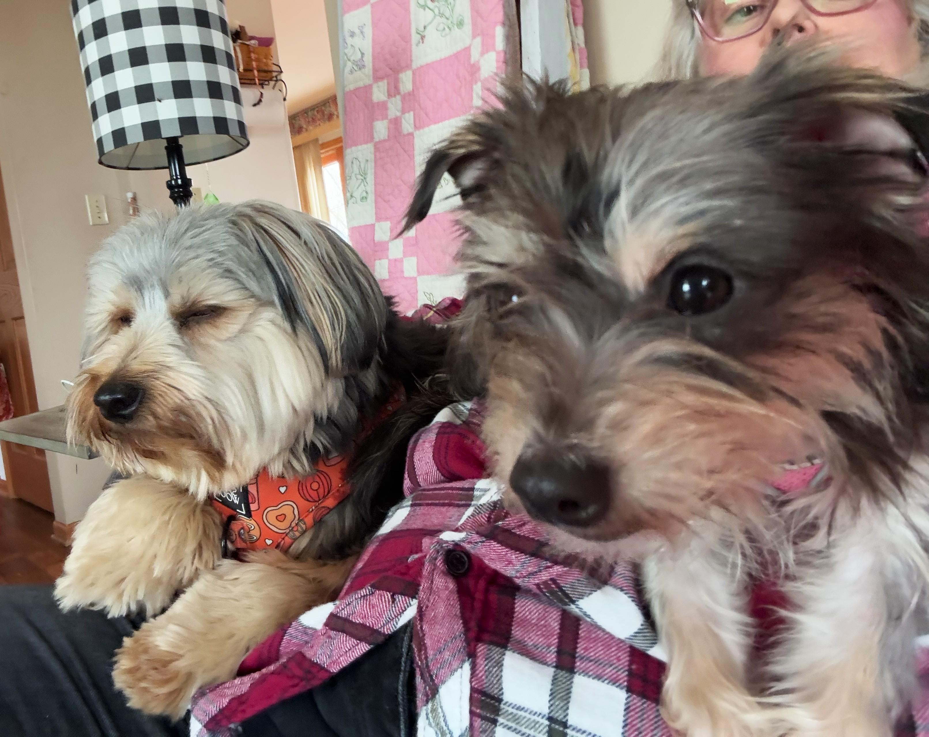 MIA, a Adoptable mixed breed in Westmont, IL image 4/5