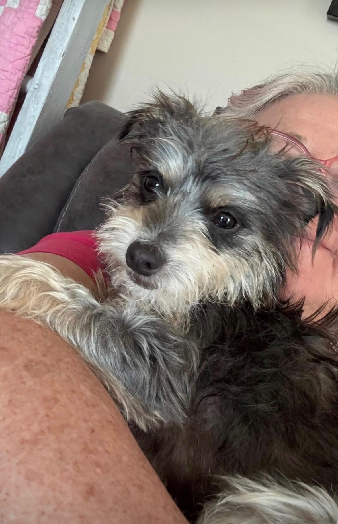 MIA, Adoptable, Young Female Yorkshire Terrier & Miniature Schnauzer.