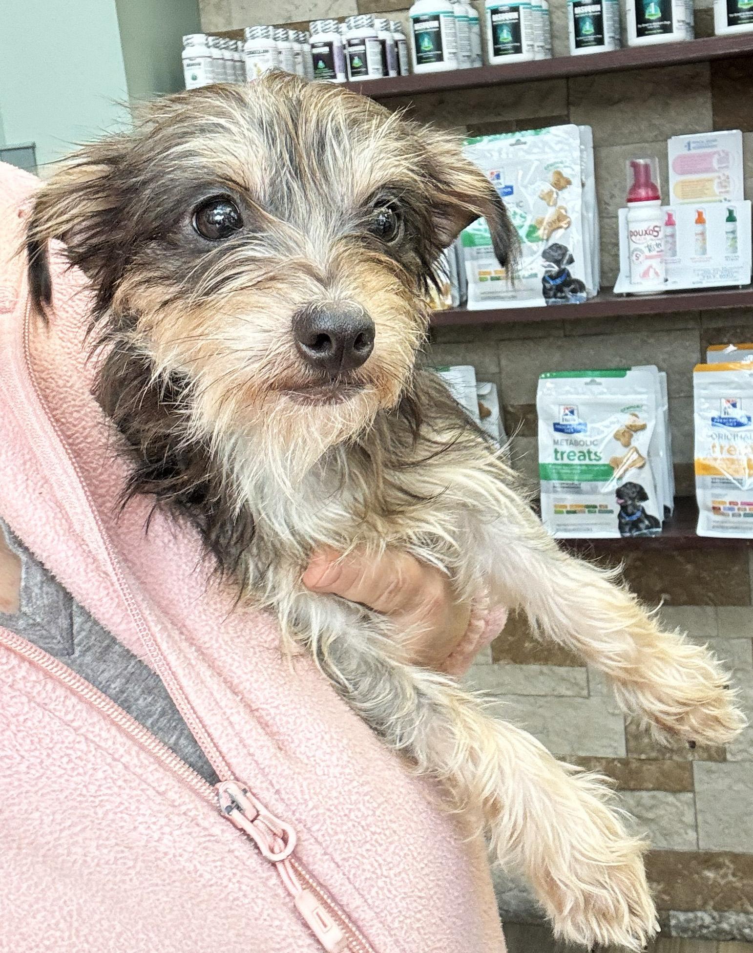 MIA, Adoptable, Young Female Yorkshire Terrier & Miniature Schnauzer.