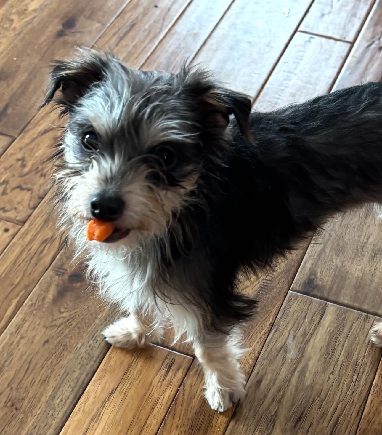 MIA, Adoptable, Young Female Yorkshire Terrier & Miniature Schnauzer.
