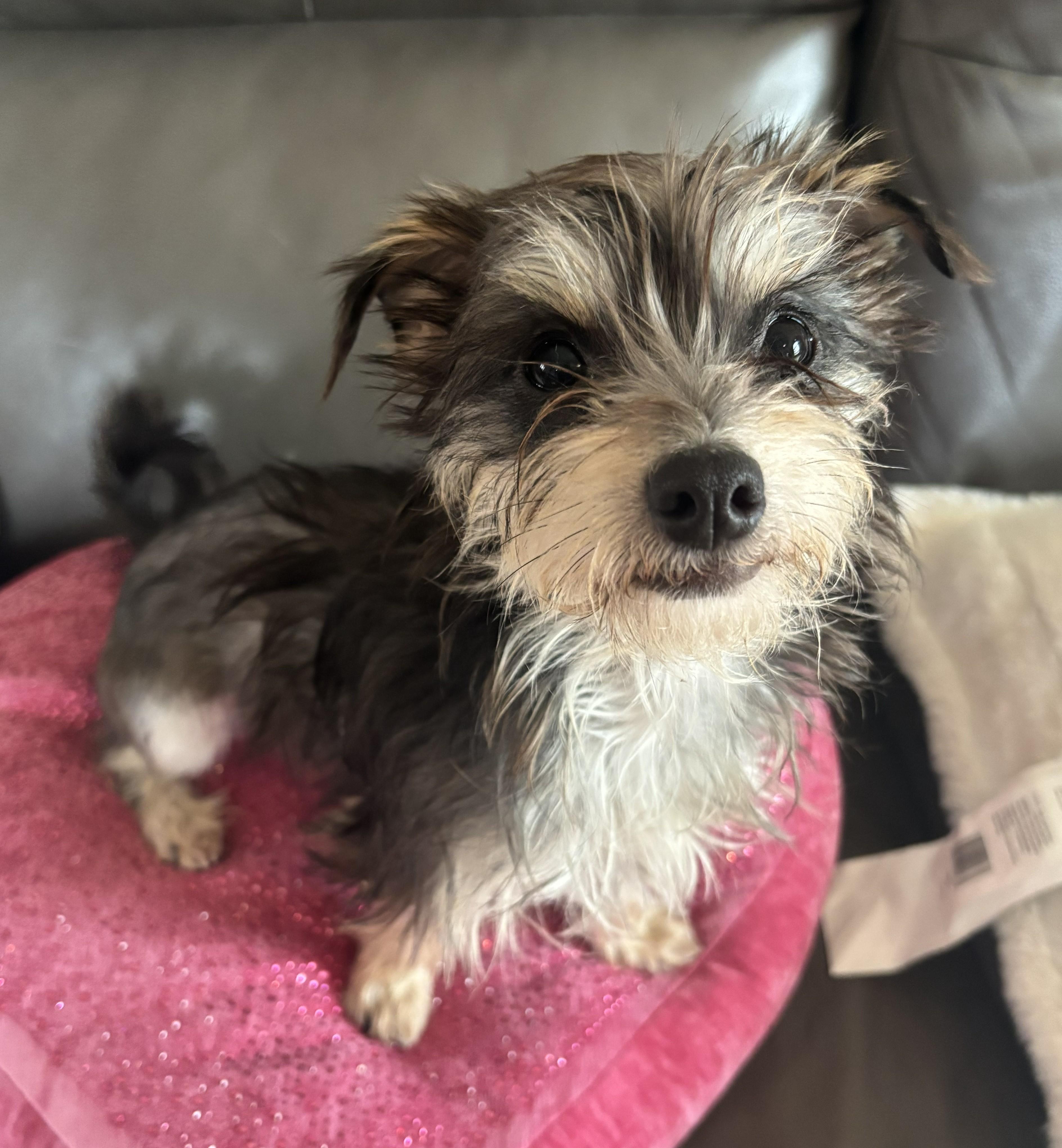 MIA, a Adoptable mixed breed in Westmont, IL image 2/6