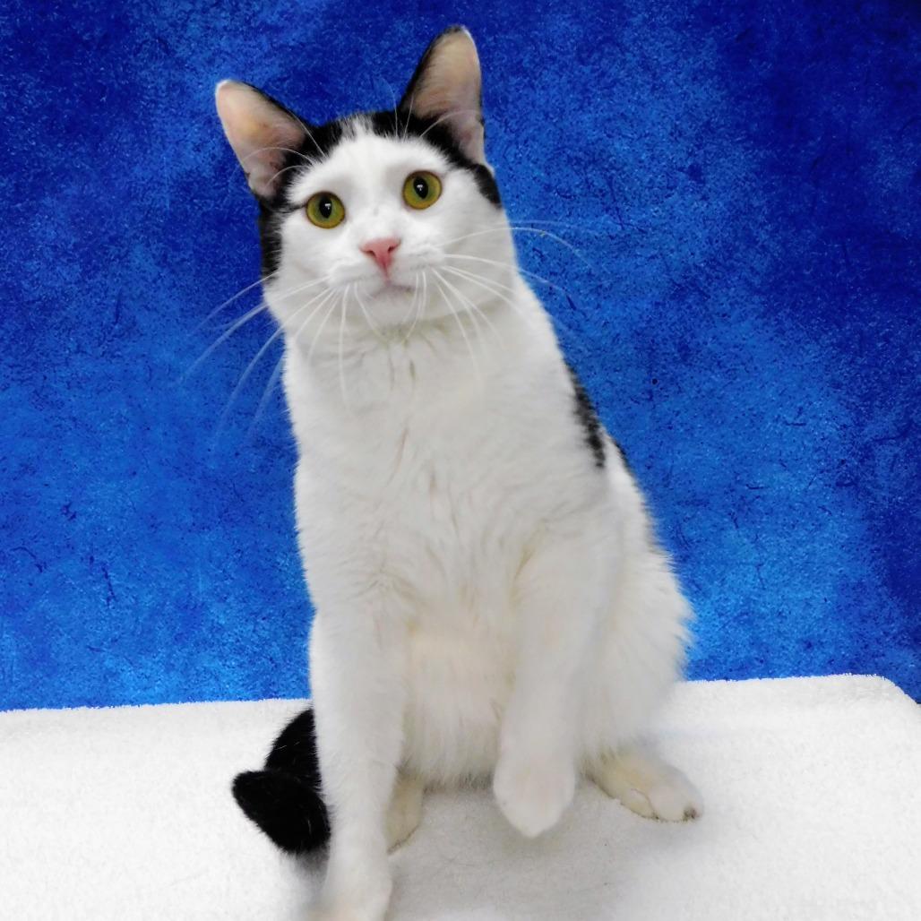 Dice, Adoptable, Adult Male Domestic Short Hair.