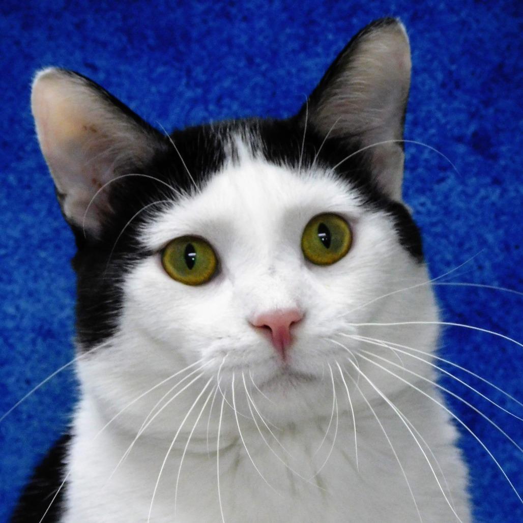 Dice, a Adoptable Domestic Short Hair in Canton, IL image 2/6