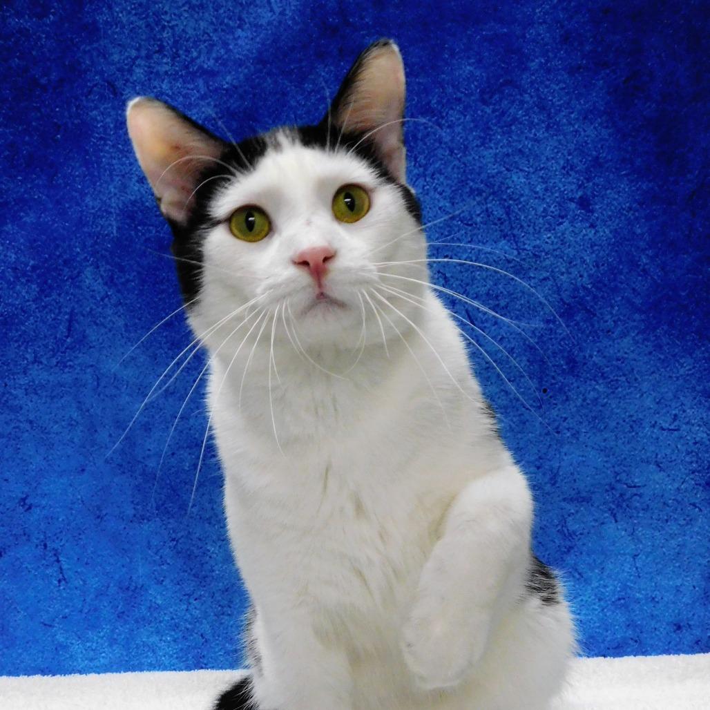 Dice, a Adoptable Domestic Short Hair in Canton, IL image 3/6
