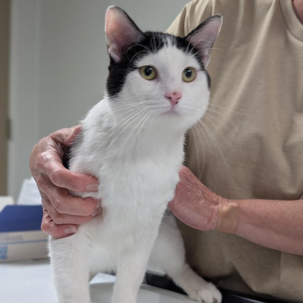 Dice, a Adoptable Domestic Short Hair in Canton, IL image 4/6