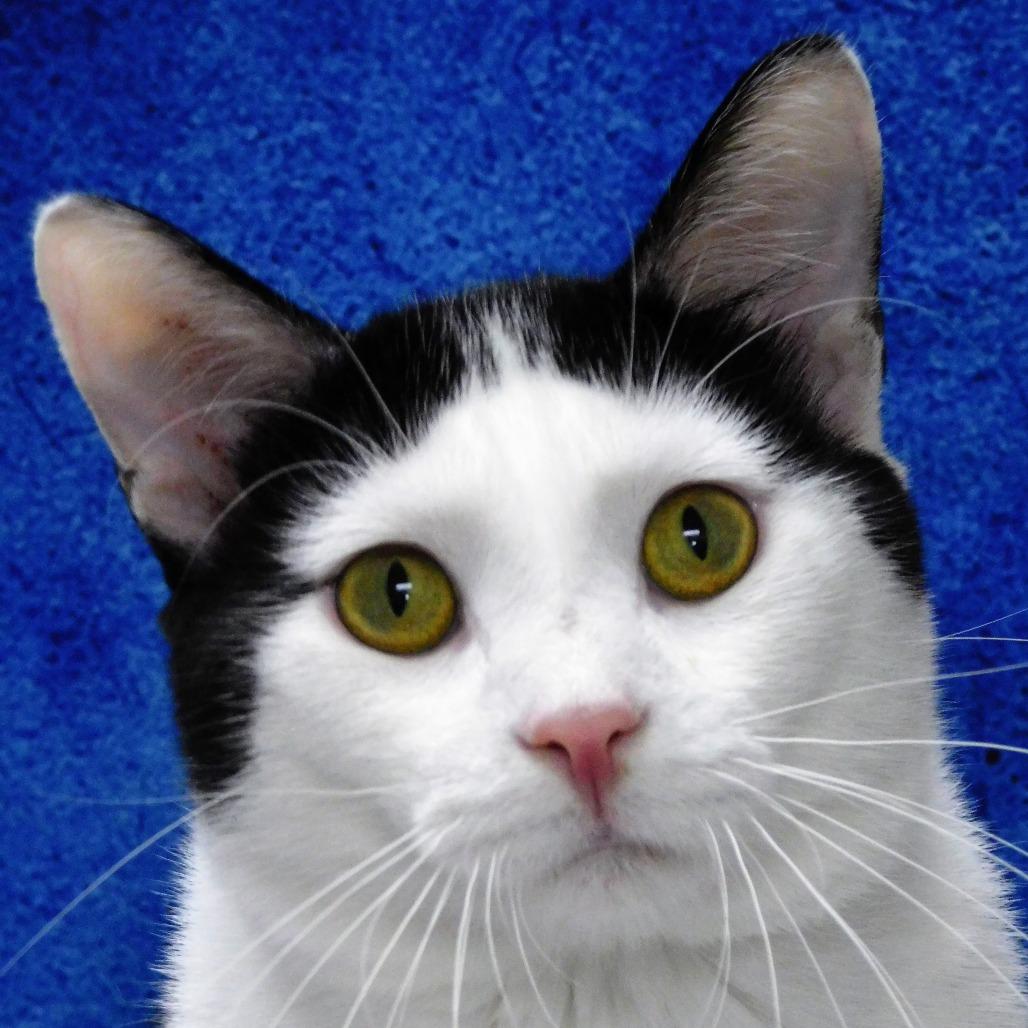 Dice, a Adoptable Domestic Short Hair in Canton, IL image 5/6