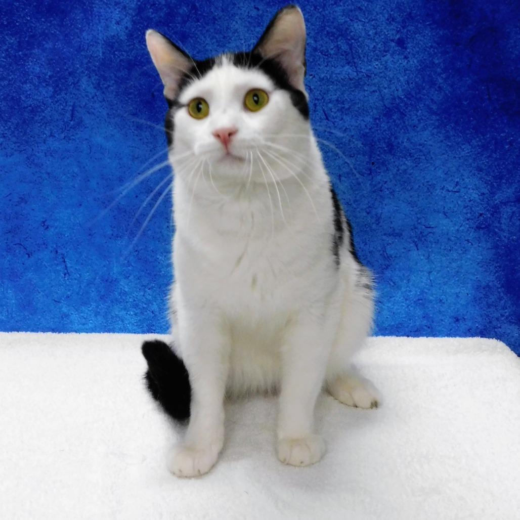 Dice, a Adoptable Domestic Short Hair in Canton, IL image 6/6