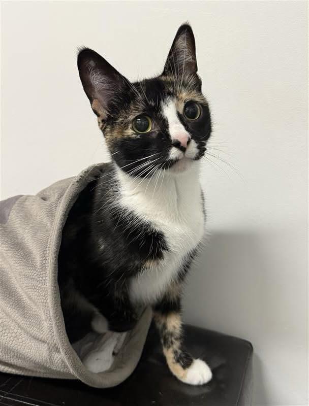 Sabrina, Adoptable, Adult Female Domestic Short Hair.