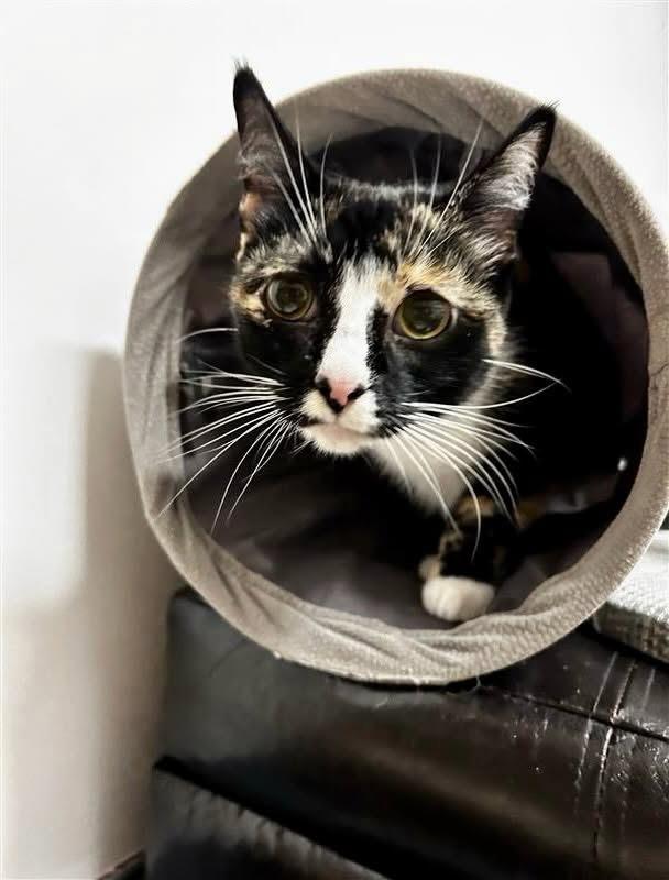 Enlarge Sabrina, a Adoptable mixed breed in Keswick, ON image 3/3