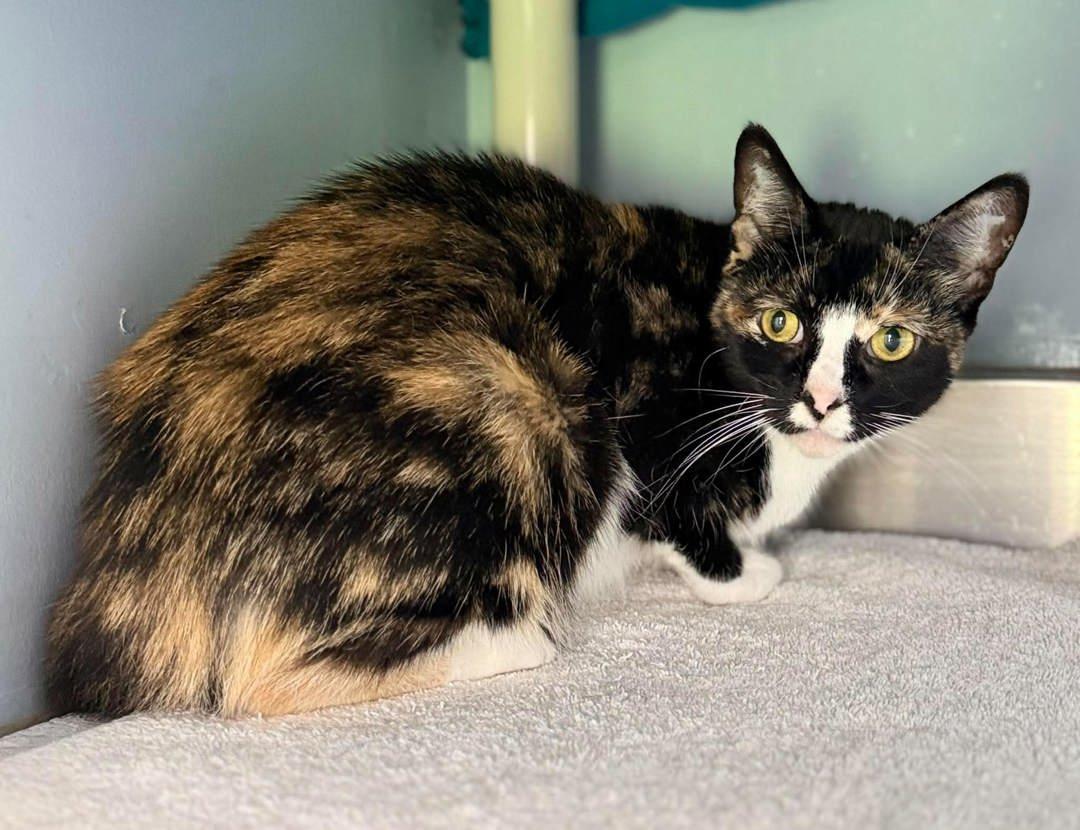 Enlarge Sabrina, a Adoptable mixed breed in Keswick, ON image 2/3