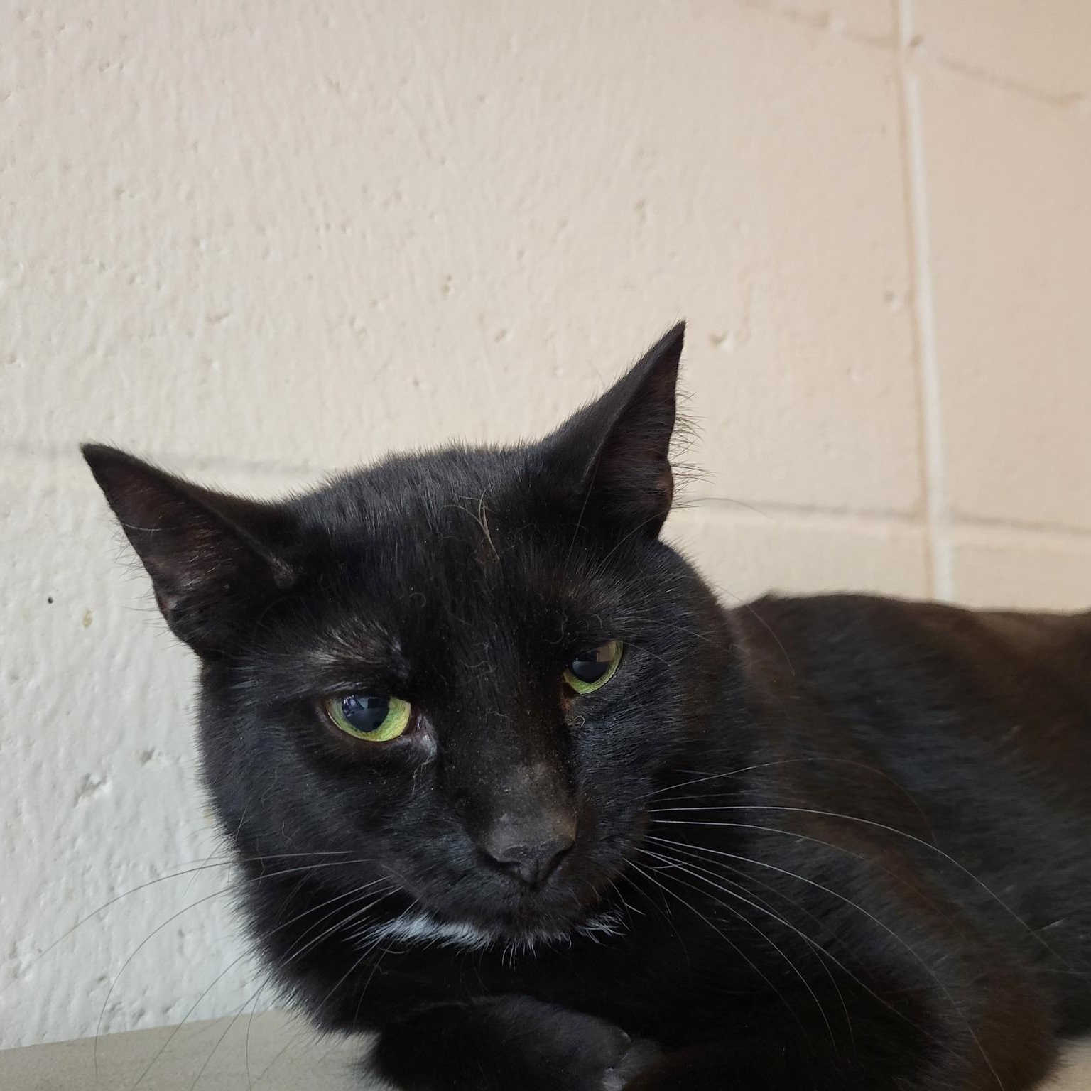 Eeor, Adoptable, Adult Male Domestic Short Hair.