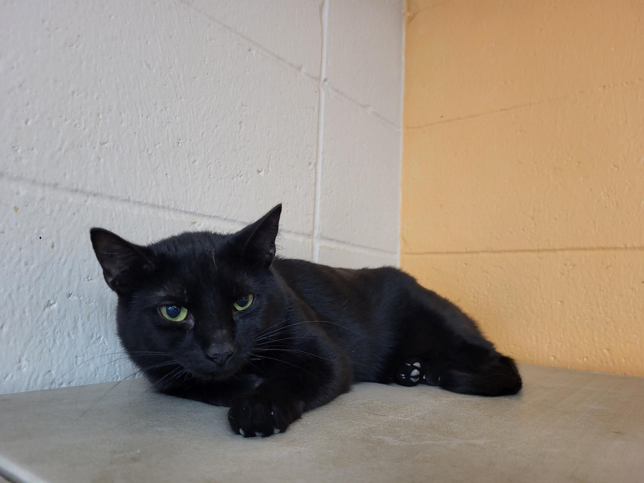 Enlarge Eeor, a Adoptable Domestic Short Hair in Chilton, WI image 2/3