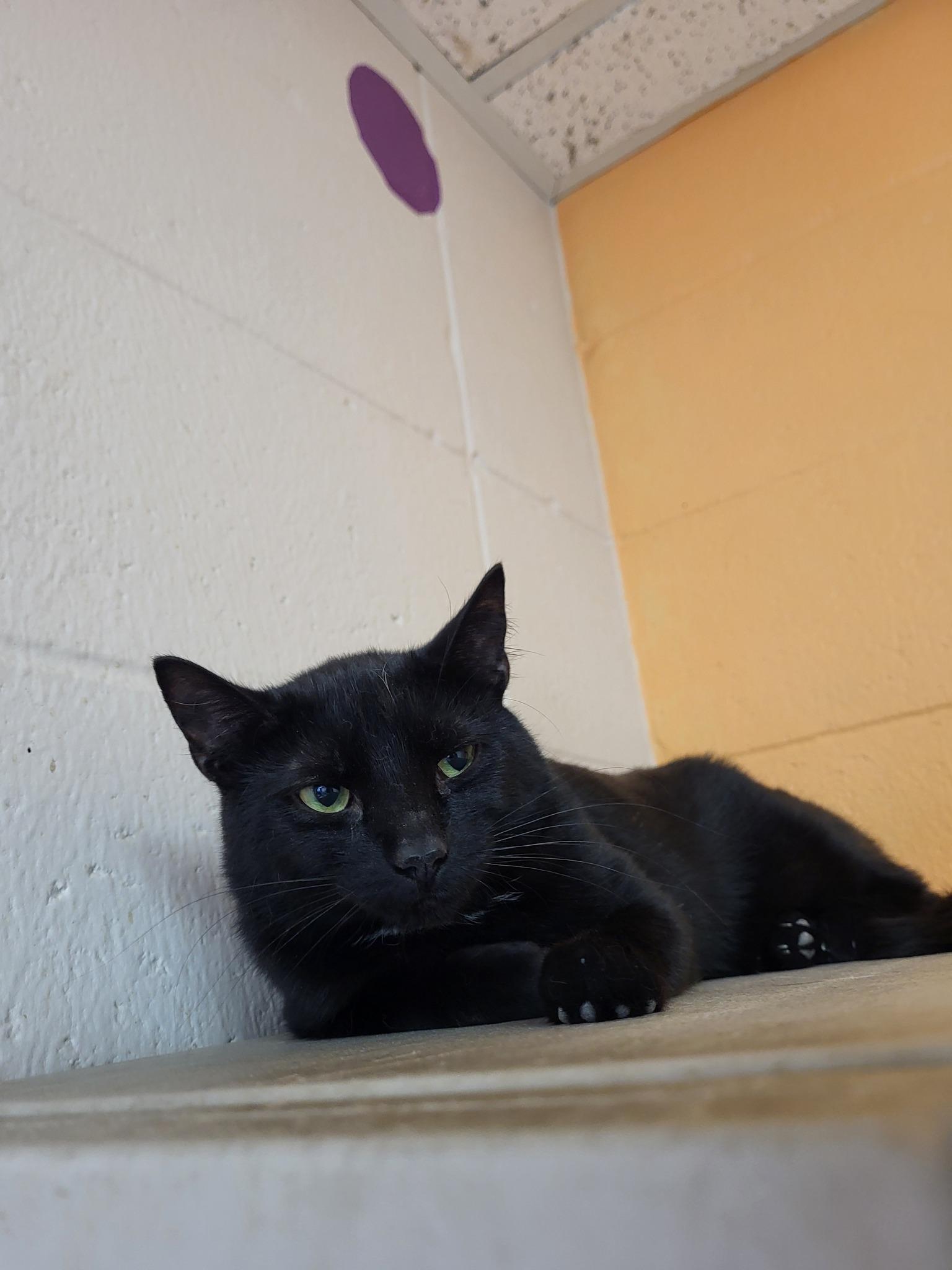 Eeor, Adoptable, Adult Male Domestic Short Hair.