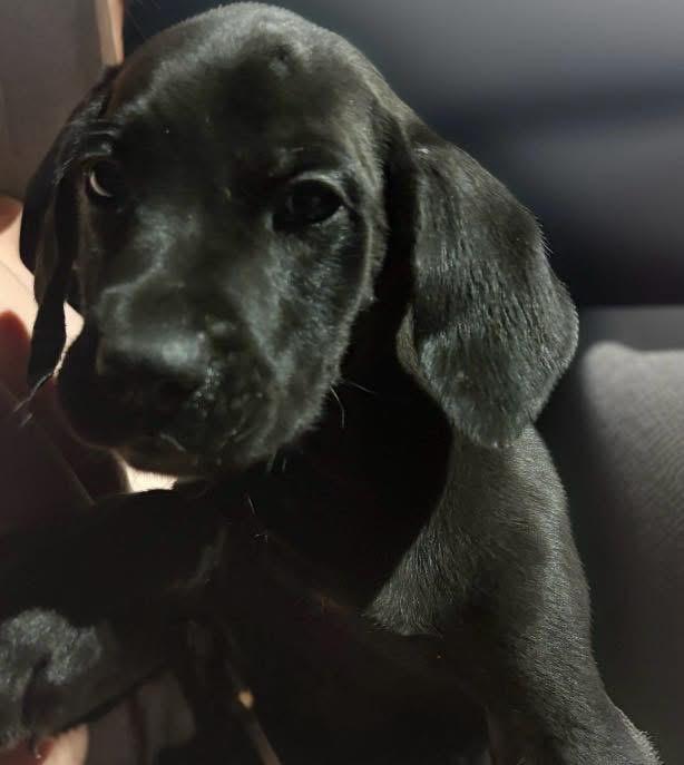 Colin, ADOPTABLE, Puppy Male Black Labrador Retriever.