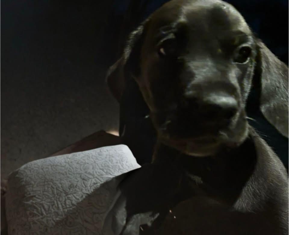 Enlarge Colin, an adopted mixed breed in Woodbury, NJ image 2/2