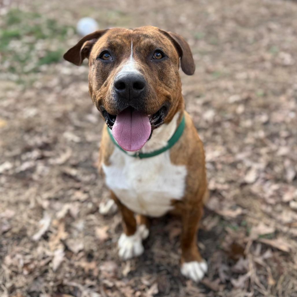 Buddy, Adoptable, Adult Male Mixed Breed.