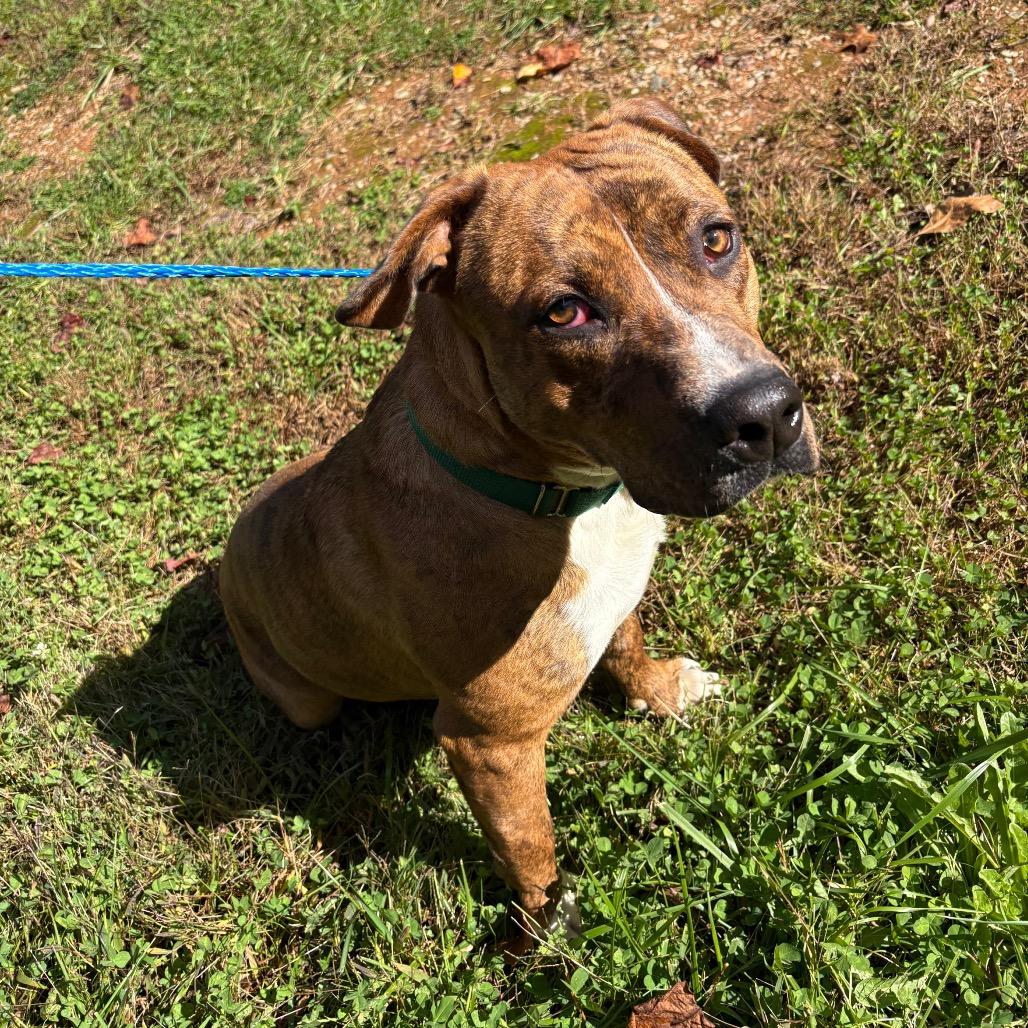 Buddy, Adoptable, Adult Male Mixed Breed.