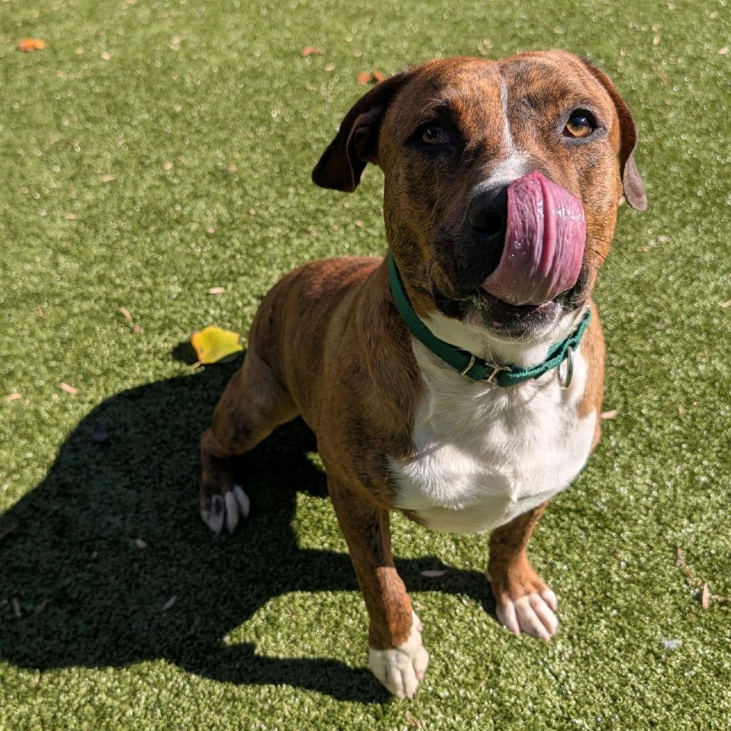 Buddy, Adoptable, Adult Male Mixed Breed.