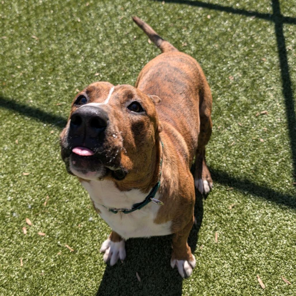 Enlarge Buddy, a Adoptable Mixed Breed in Greensboro, NC image 3/6