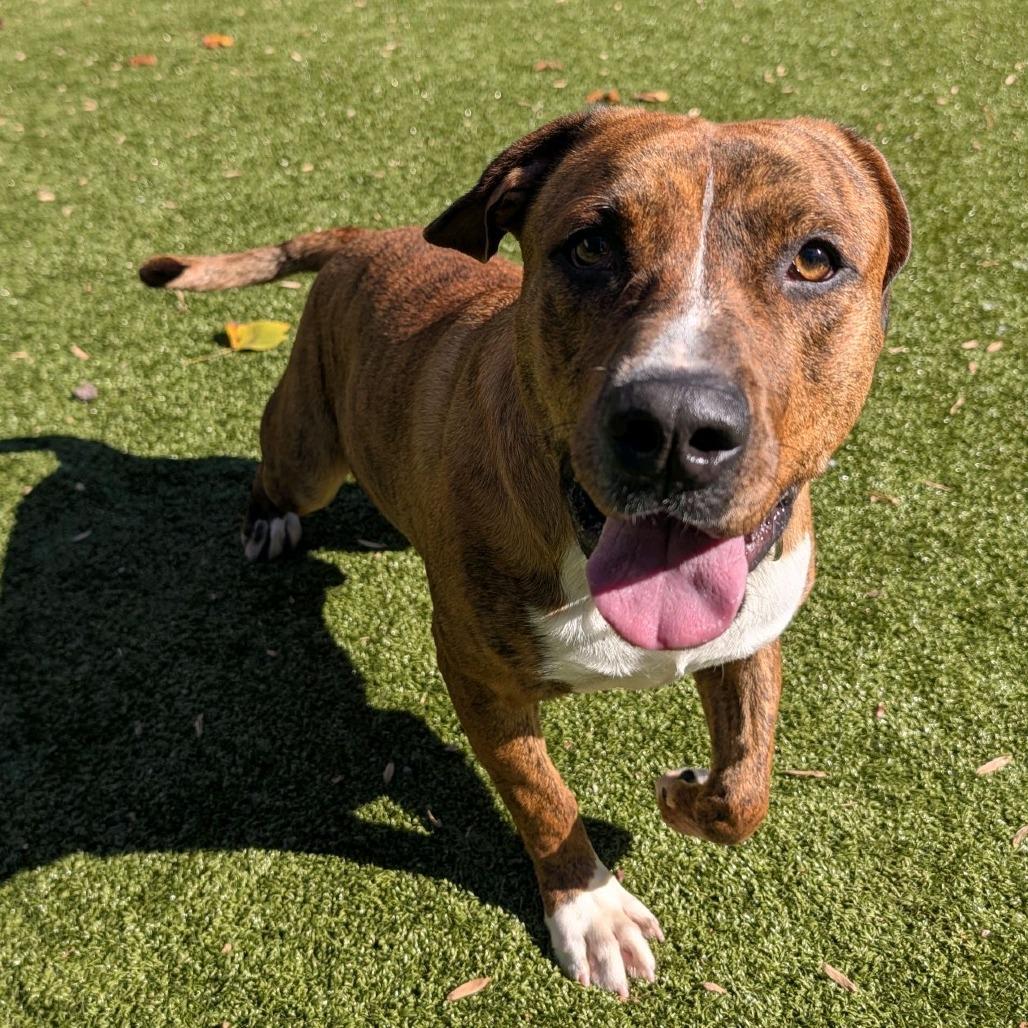 Enlarge Buddy, a Adoptable Mixed Breed in Greensboro, NC image 4/6